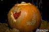 img_4120_l.jpg