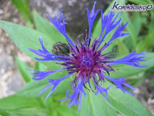 rodemack07_07_l.jpg