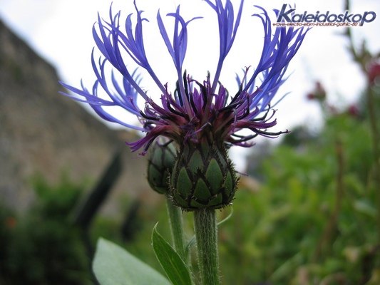 rodemack07_08_l.jpg