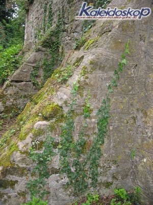 rodemack07_25_l.jpg