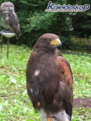 rodemack07_33_l.jpg